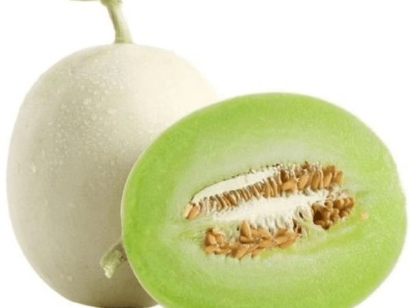 Honey Melon