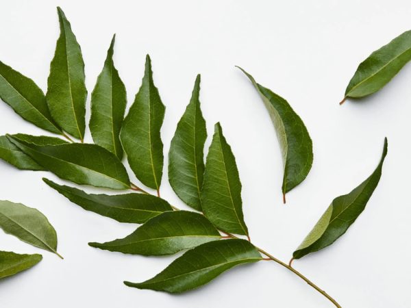 Curry Leaves