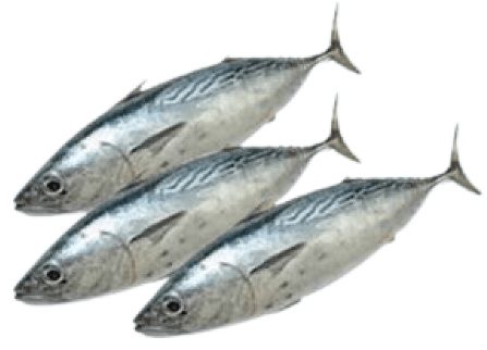 Fresh Tuna Small 500/1000 gm