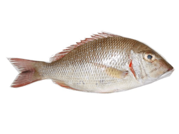 Fresh Shakheli -KG