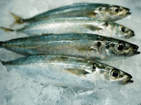 Local Yellowtail Scad