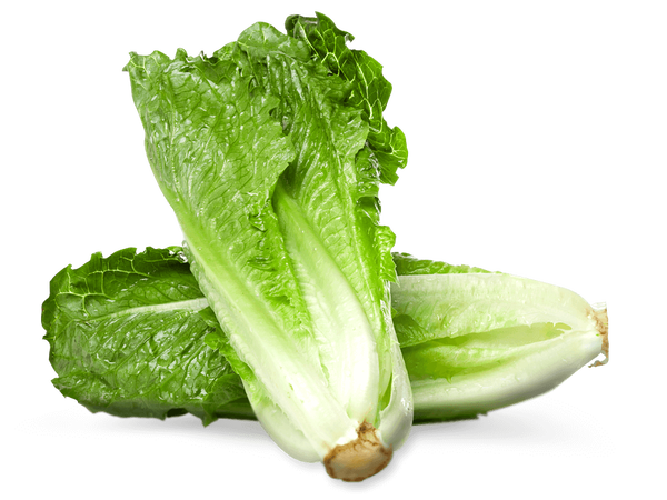 Armela Farms Romaine Lettuce