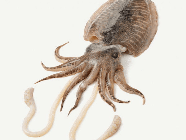 Fresh Cuttle Fish