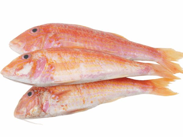 Fresh Red Mullet