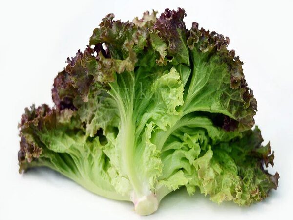 Organic Lettuce Heirloom Cressonnette Du Maroc