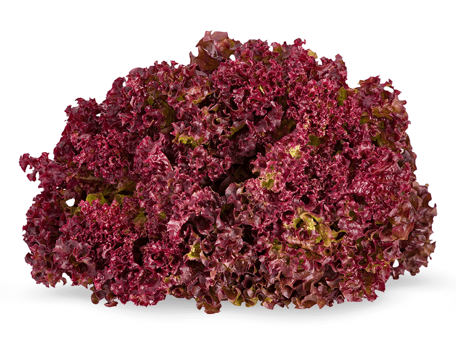 image.png Armela Farms Lollo Rosso - Image 1