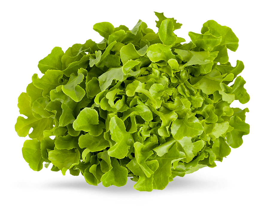 image.png Armela Farms Oakleaf Green - Image 1